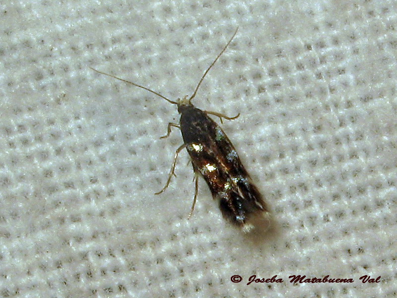 Eteobalea cfr. alypella - Cosmopterigidae ?